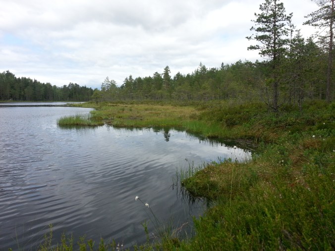 Lilla Käringtjärnen med blick mot hjortronstället